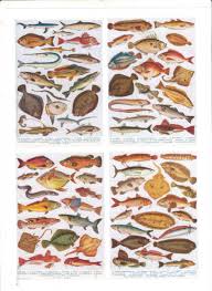 books on british sea fish and saltwater fishes