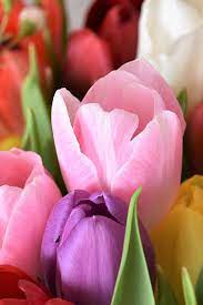 Brief History Of Tulips Plant Profiles Heirloom Gardener Planting Tulips Tulips Planting Bulbs