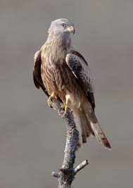 Birds Of Prey Tv Series Maggie Baird Milhafre Real Aves De Rapina Aves