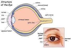 Learning to read and use wiring diagrams makes any of these repairs safer endeavors. 30 Label Parts Of The Eye Labels Database 2020