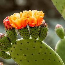 Image result for Opuntia