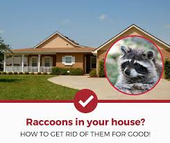 They can cause major damage to your home if left to their own devices. How Do You Get Rid Of Raccoons In The House A Simple Guide Pest Strategies