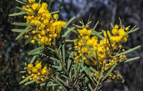 Image result for Fabaceae subfamily Mimosoideae