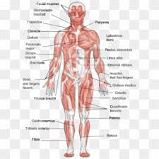 Labelled muscular system front and back text and images from slide. Muscle Muscular System Anatomy Bodybuilding Anatomie Png Clipart 943342 Pikpng