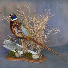 Bird Mounts Birds Photo Galleries Walnut Hollow Country Bird Taxidermy Pheasant Mounts Bird Photo