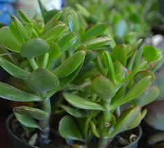 Flowering succulents plants indoor and outdoor provides a lovely bloom during spring and summer. All About Succulents English Gardens