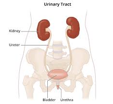 Image result for Renal Function