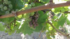 Image result for Metasphaeria diplodiella