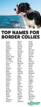80 most popular red panda names. 300 Beautiful Border Collie Ideas Border Collie Collie Border Collie Dog