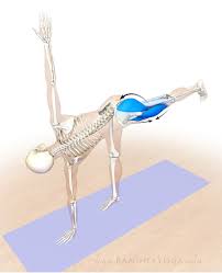 The Daily Bandha Yoga Anatomy Yoga Therapy Yoga Asanas