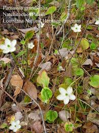 Image result for Vepris grandifolia