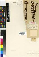 Image result for Sebaea sedoides