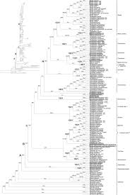 Image result for Ochthocharis