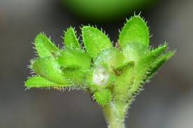 Image result for Veronica javanica