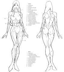 ✓ free for commercial use ✓ high quality images. Female Human Anatomy Drawing