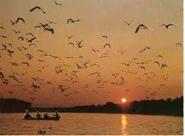 Resultado de imagem para pantanal matogrossense