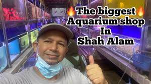Banyak sebenarnya kedai bundle yang ada dekat area shah alam korang boleh selam. Aquarium In Shah Alam Giantbetta Bettafish Shahalam Youtube