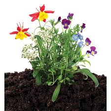 Contains a variety of seeds including saguaro, prickly pear, cholla, golden barrel, fishook barrel, and hedgehog cactus. Seed Bombs Grow Your Own Plants Herbs Cactus Dunecraft 1 Supplied
