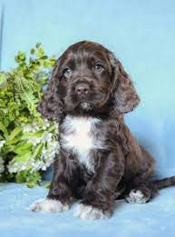 Many cocker spaniel owners take their new puppy's to agility classes while others simply want their cockers to be friendly family pets and choose to best toys for a cocker spaniel puppy. Cocker Spaniel Puppies For Sale Lancaster Puppies