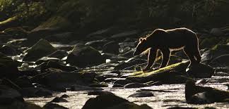 Much like the films of the 1960s, the bears and i has that same nostalgia feeling. In The Kingdom Of The Bears Hakai Magazine