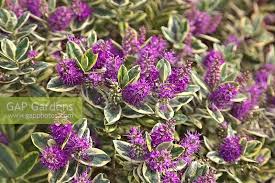 Image result for shrubby veronica hebe