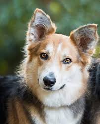 If you're missing a collie or husky in Fort Worth area, please check this  out!!! 😔😔