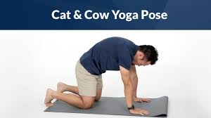 Cat/cow massages and stimulates organs in the belly, like the. Cat Cow Yoga Pose For Back Pain Youtube