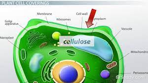 Unlike Animal Cells Plant Cells Have A Chloroplasts And Cell Membranes B Chloroplasts And Cell Walls C Cell Walls And A Nucleus D Mitochondria And Chloroplasts E Mitochondria And Large Central Vacuoles
