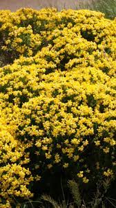 Geoffrey Plantagenet Count Of Anjou Received His Nickname From The Yellow Sprig Of Broom Blossom Genet Is The French Name British History History Plantagenet