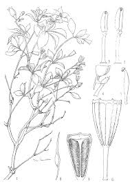 Image result for Calvoa