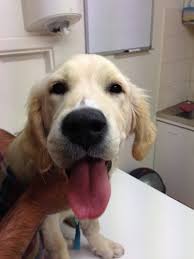 Keep in mind that although anaphylaxis in these cases are notorious for immediate swelling, there are rare cases of delay where closure of your. Halo Bee Sting Patient Of The Month Vetwest Animal Hospitals