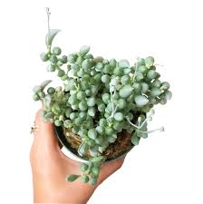 Image result for Senecio propior