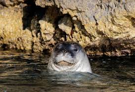 Seal point dark brown marking on a siamese cat is recorded from 1934, from the dark brown color of seal fur; When Artificial Intelligence Spots The Monk Seal Iucn
