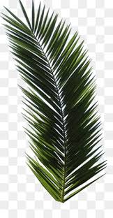 Aesthetic palm leaves shadow overlay effect, aesthethic, overlay effect, . Palm Tree Leaf Free Download 590 1115 0 82 Mb