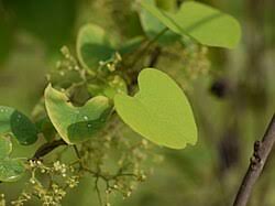 Image result for Cissampelos rigidifolia