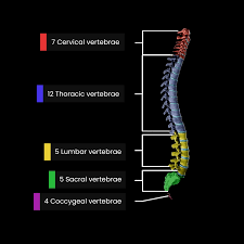 Image result for Lumbar vertebrae