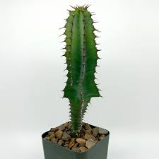 Image result for Euphorbia williamsonii