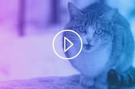 Stray cat (ストレイ・キャット (猫草) sutorei kyatto) is a stand appearing in diamond is unbreakable after tama died and was later brought back to life when its stand activated where it was buried. We Offer Vet Care For Stray Cats Pets In Stitches