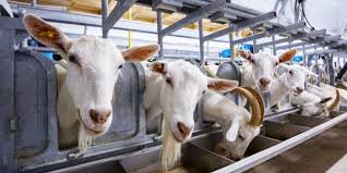 Artikel ini adalah tentang khasiat ssusu kambing dari sudut kesihatan dan sains. Wajib Tahu Ini 8 Manfaat Susu Kambing Yang Baik Untuk Anda