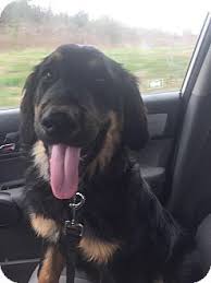 Find your new best friend below—or adopt at a petco store. Haggerstown Md Bernese Mountain Dog Golden Retriever Mix Meet Harrison A Puppy For Adopt Bernese Mountain Dog Shedding Dogs Golden Retriever Mountain Dogs