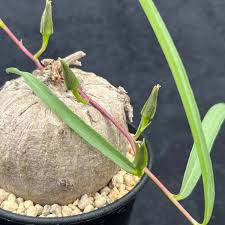 Image result for Ipomoea welwitschii