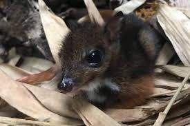 These pests may sneak into cabins and barns as well. Rare Mouse Deer Born At Zoo Weighing Just 13 Ounces Central Fife Times