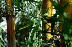 الخيزران زراعة الخيزران في الداخل