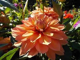 You do need to bury the base of the tree guard in the soil or have a ridge around the base. Dahlia Nicholas 5 6 Inch Blooms Grows To 4 1 2 Feet I Personal Favorite Great Stems And Good Cut Connie S Dahlias Nanoose Bay B C Vancouver Island Canada Facebook