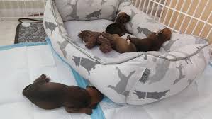 «» press to search craigslist. Puppy Cam Dog Gives Birth To Puppies After Being Rescued From Craigslist Seller