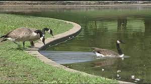 Huge sale on goose decoys now on. Ohio Delaying Geese Hunt Due To Holiday