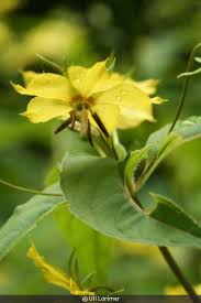Image result for Lysimachia angustiloba