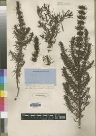 Image result for Anthospermum ammannioides