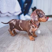 Cutie Pie Dachshund Puppies Cute Baby Animals Dapple Dachshund Puppy