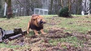 En réalité, le groupe souhaite que les français retournent directement au restaurant plutôt que de rester devant leur télévision. Un Zoo Anglais Cree La Polemique En Proposant D Affronter Un Lion Au Tir A La Corde Ladepeche Fr